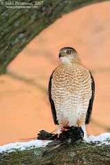 Cooper's Hawk