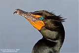 Double-crested Cormorantborder=