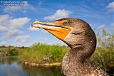 Double-crested Cormorantborder=