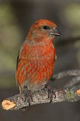 Red Crossbill