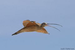 Long-billed Curlew