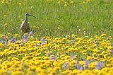 Long-billed Curlew