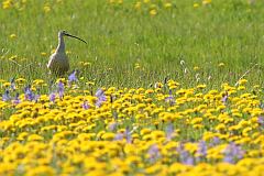 Long-billed Curlew