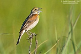 Dickcisselborder=