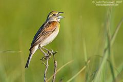 Dickcissel