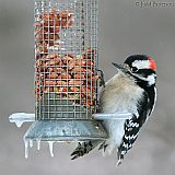 Downy Woodpecker