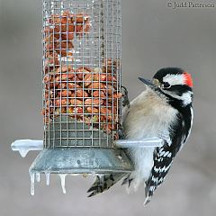 Downy Woodpecker