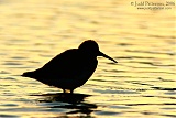 Dunlin