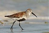 Dunlin