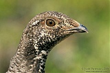 Dusky Grouse