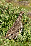 Dusky Grouse