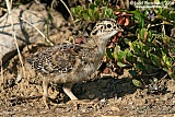 Dusky Grouse