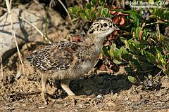 Dusky Grouse