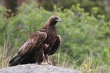 Golden Eagle