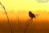 Eastern Meadowlarkborder=