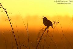 Eastern Meadowlark