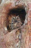 Eastern Screech-Owl