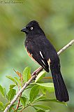 Eastern Towheeborder=