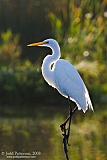 Great Egret