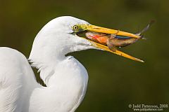 Great Egret