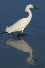 Snowy Egret
