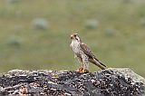 Prairie Falconborder=