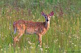 White-tailed Deer