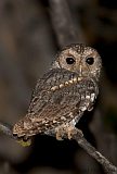 Flammulated Owl