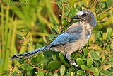 Florida Scrub-Jayborder=