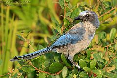 Florida Scrub-Jay