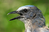 Florida Scrub-Jay