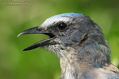 Florida Scrub-Jay