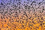 European Starling