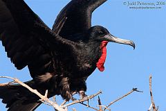 Magnificent Frigatebird