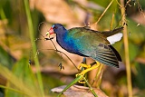 Purple Gallinuleborder=