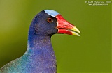 Purple Gallinuleborder=