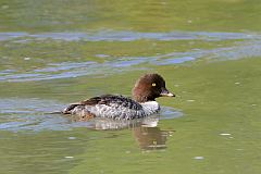 Barrow's Goldeneye