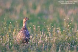 Greater Prairie-Chicken