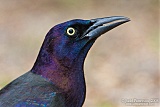 Common Grackleborder=