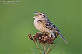 Grasshopper Sparrow