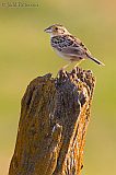 Grasshopper Sparrowborder=