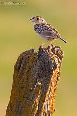 Grasshopper Sparrow