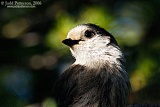 Canada Jay