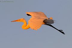 Great Egret