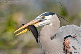 Great Blue Heronborder=