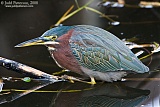 Green Heron