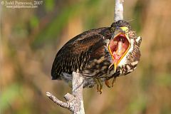 Green Heron