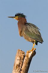 Green Heron