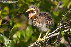 Green Heron