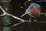 Green Heron